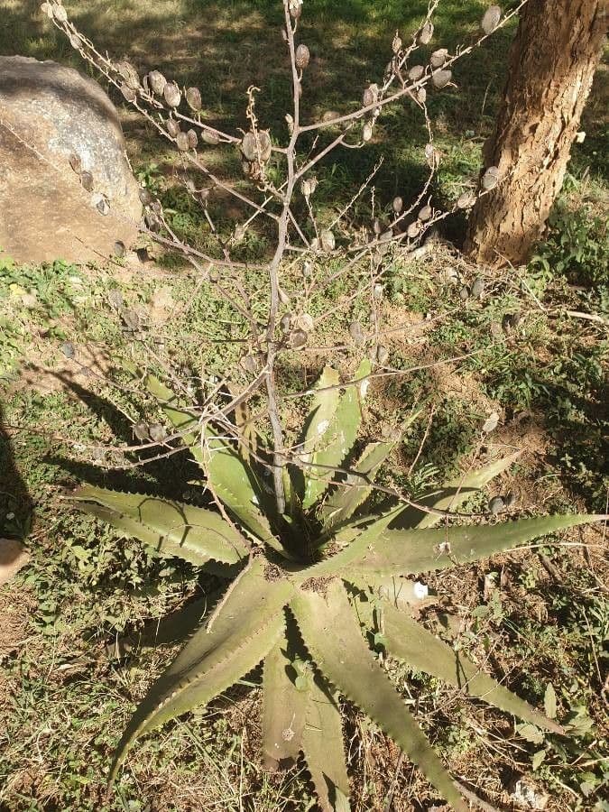 Aloe 13