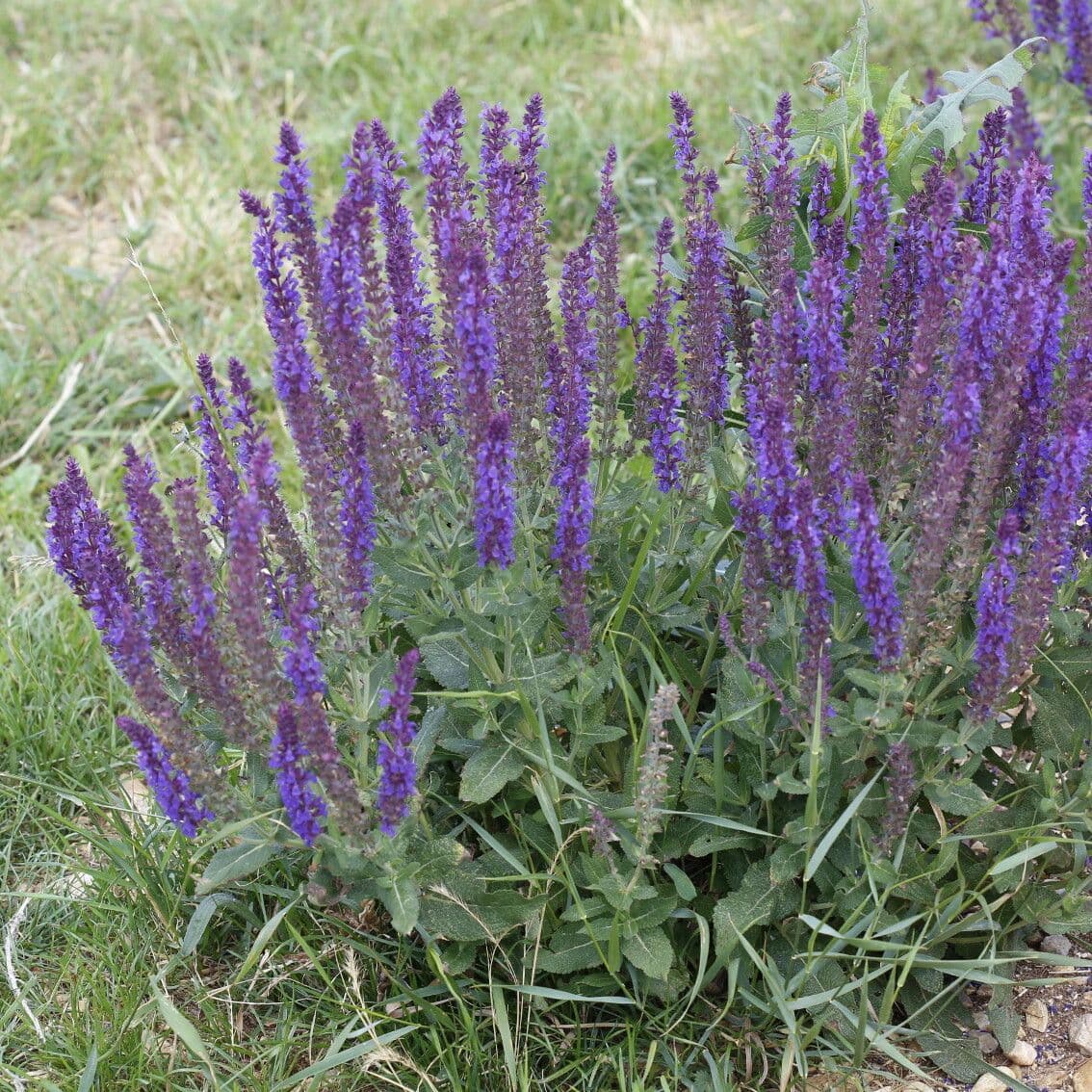 Salvia 6