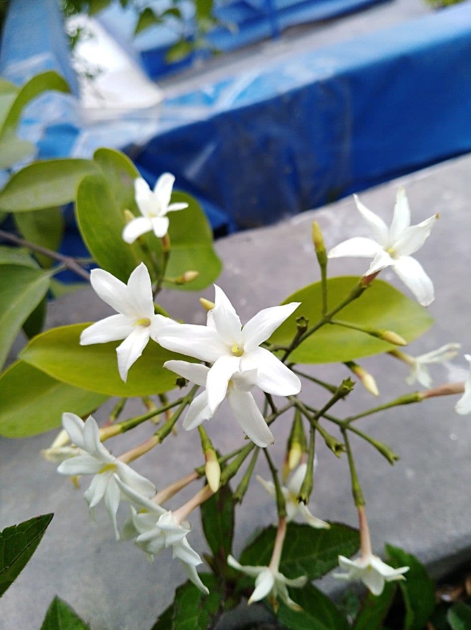 Jasmin 11