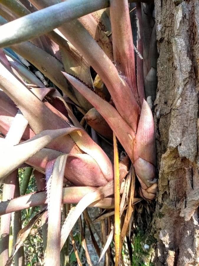 Aechmea