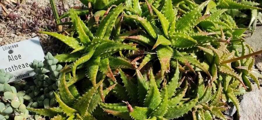 Aloe