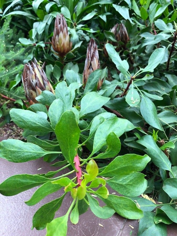Protea carciofoide 20