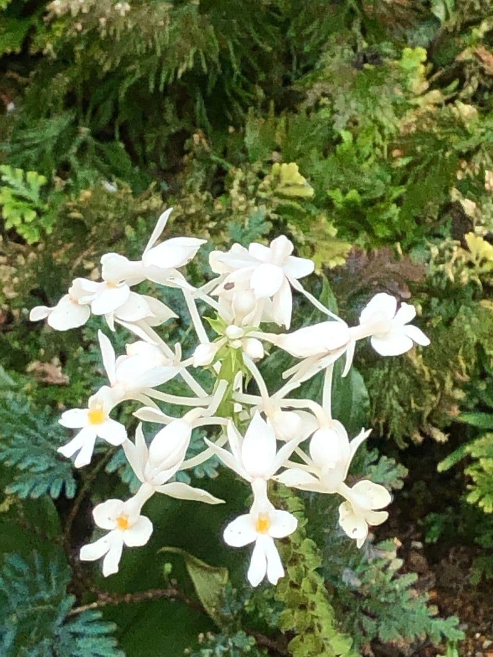 Calanthe 13