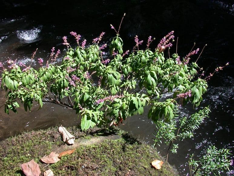 Cuphea 11