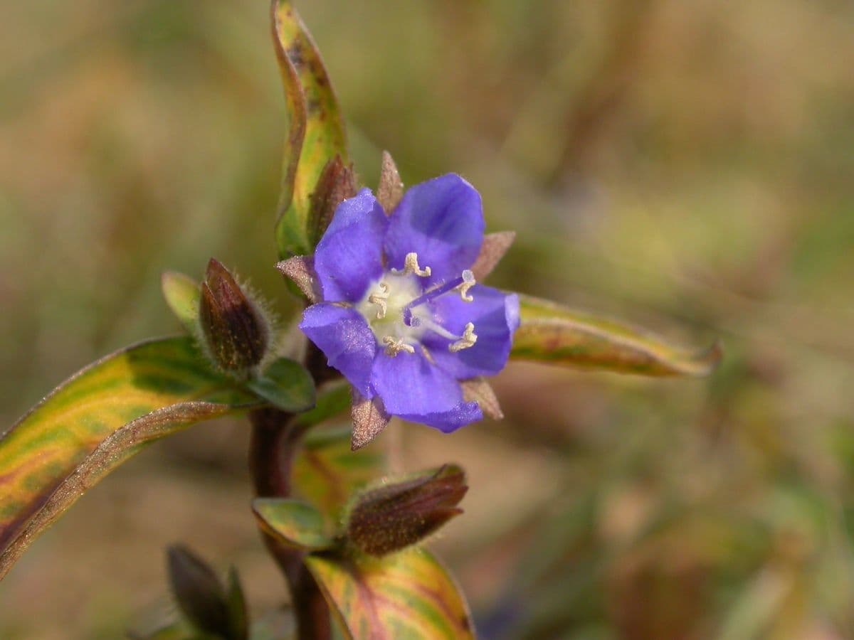 Hydrolea 4