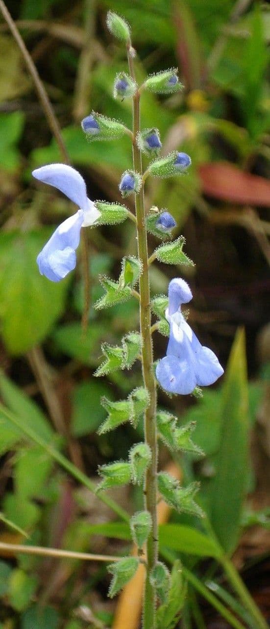 Salvia 6