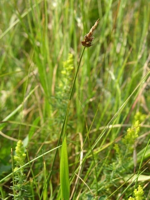 Carice ottusa 3