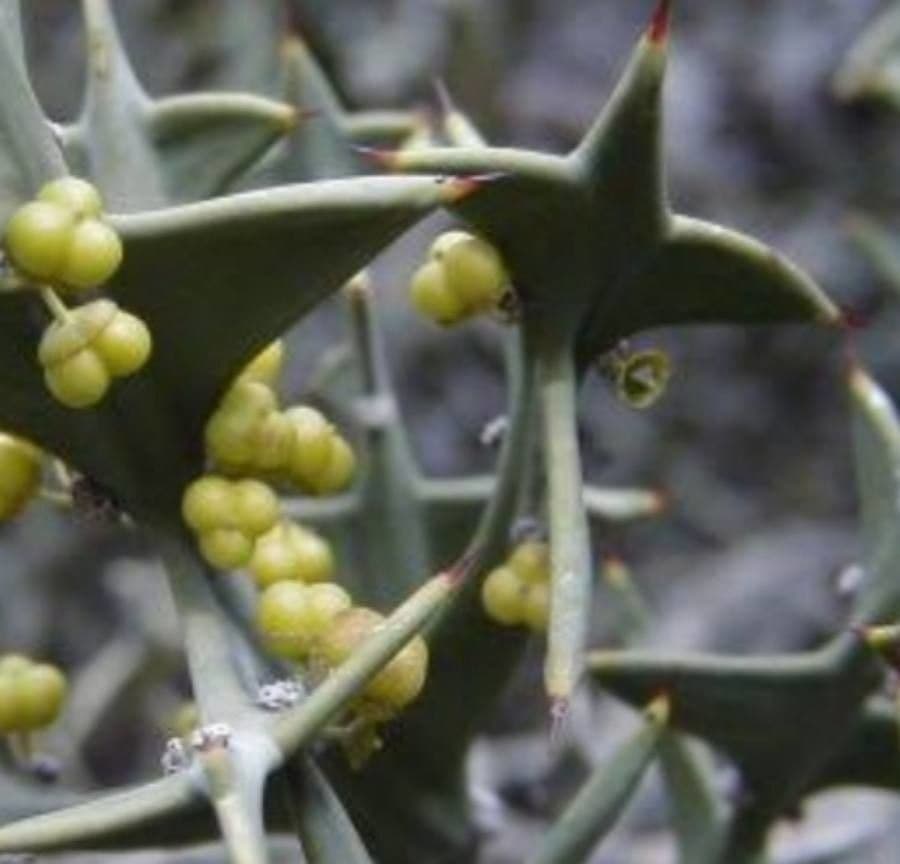 Colletia