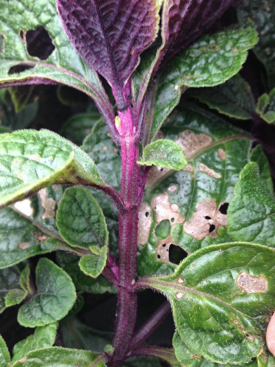 Plectranthus 19