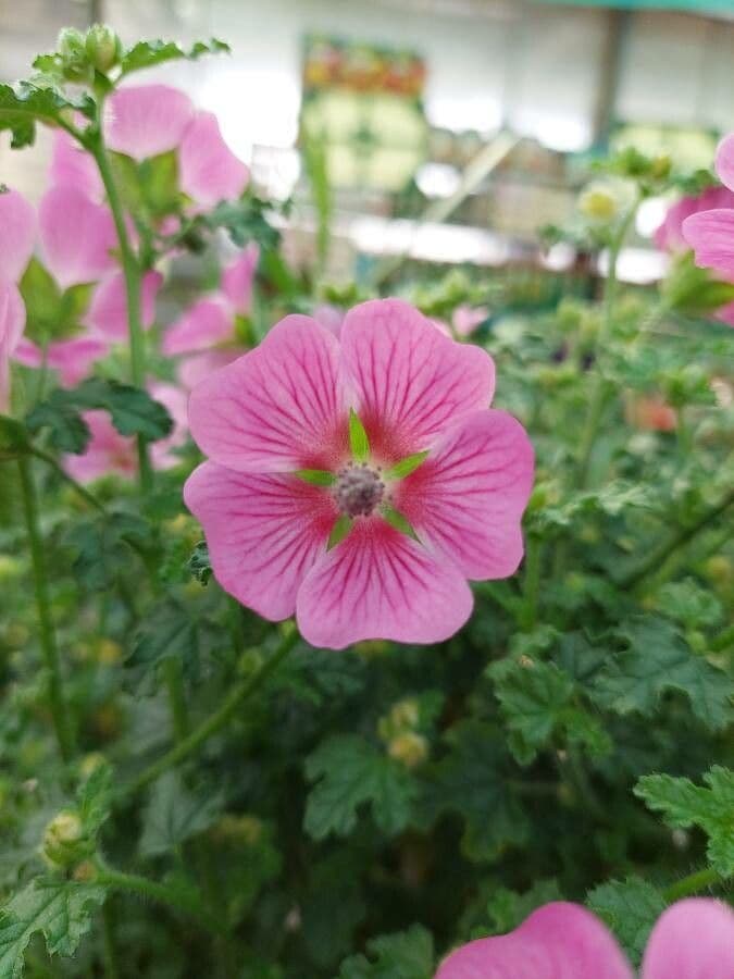 Anisodontea 2