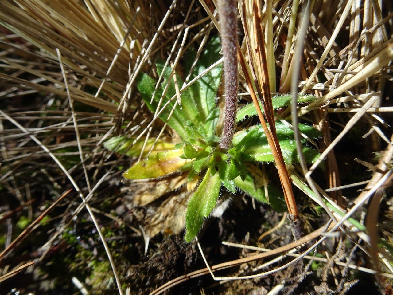 Draba jorullská 6