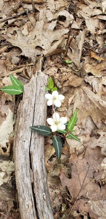 Chimaphila macchiata 7