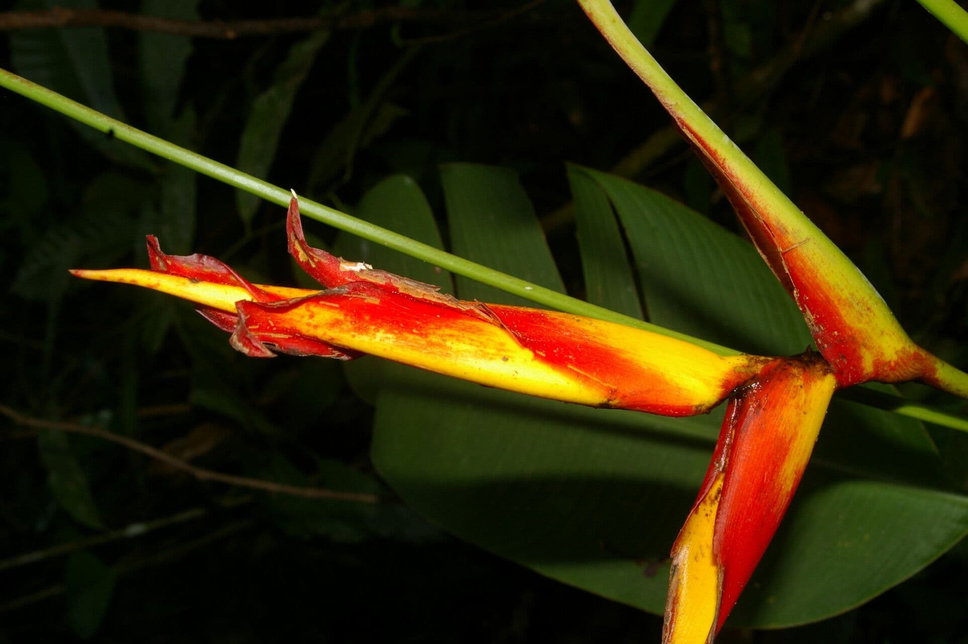 Plantain selvatico 7