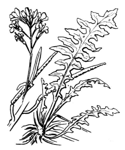 Erba perla d'Austria 27