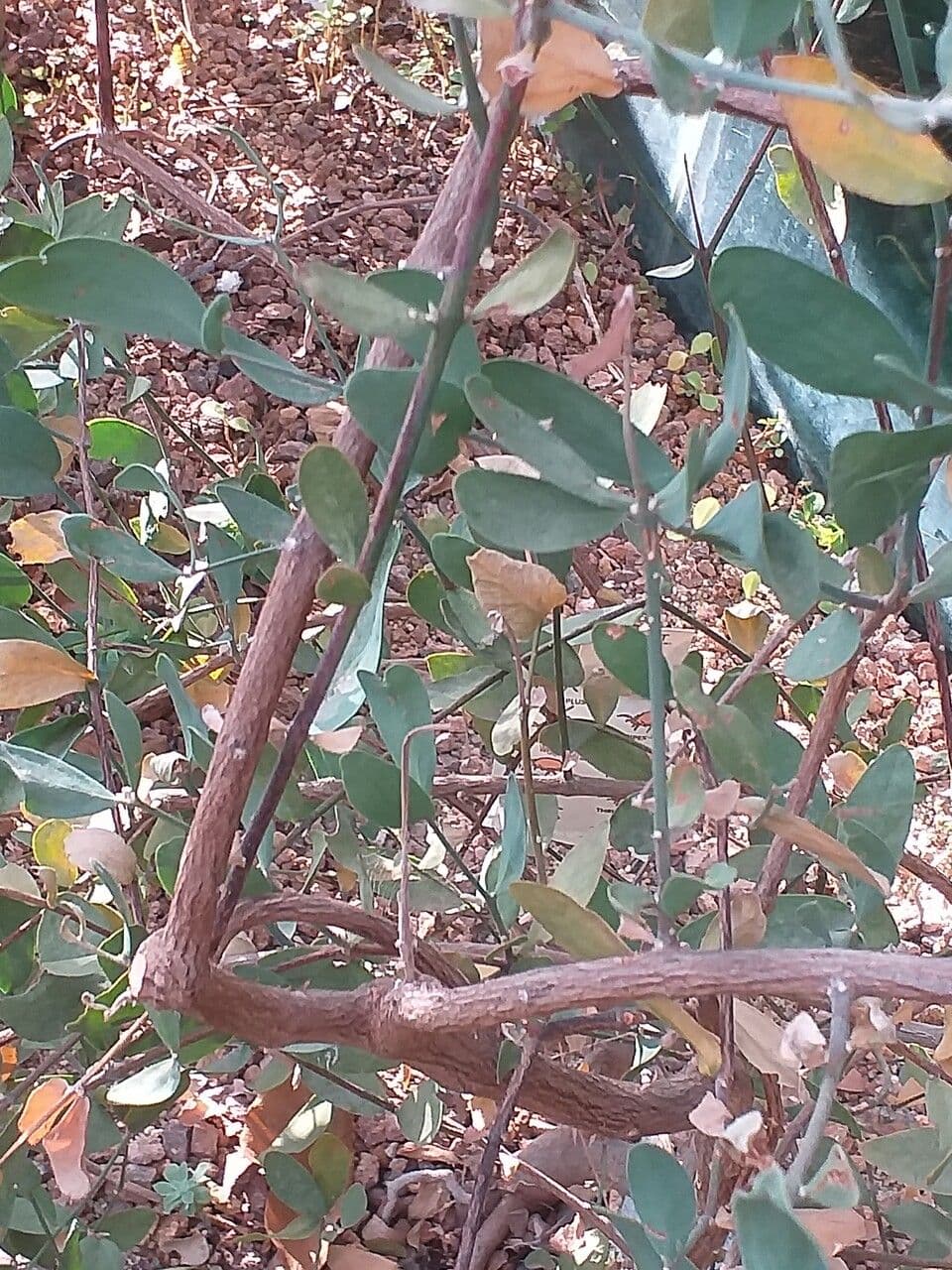 Jojoba 22