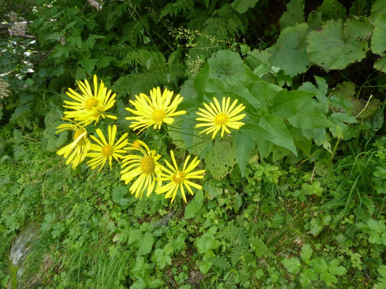 Doronicum austriacum 14