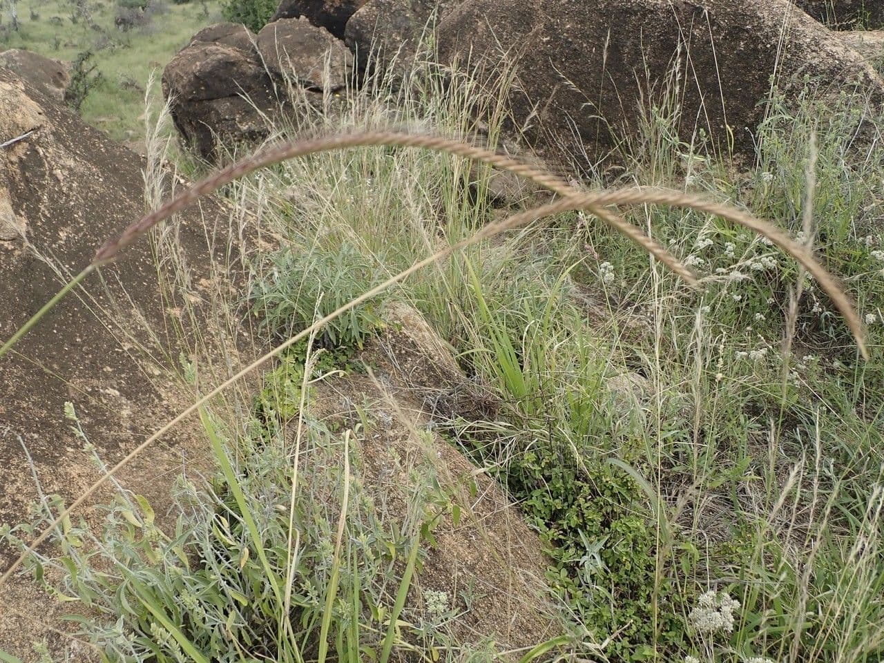 Makahola 9