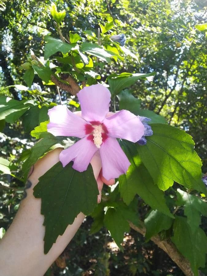 Hibiskus syryjski 2