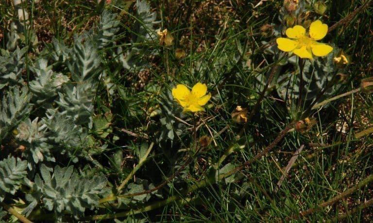 Potentilla di Brewer 5