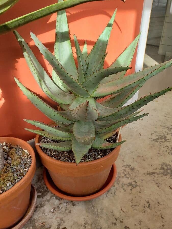 Aloe divá 8