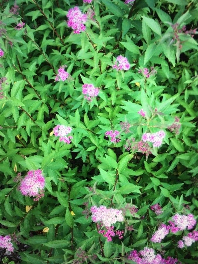 Spirea