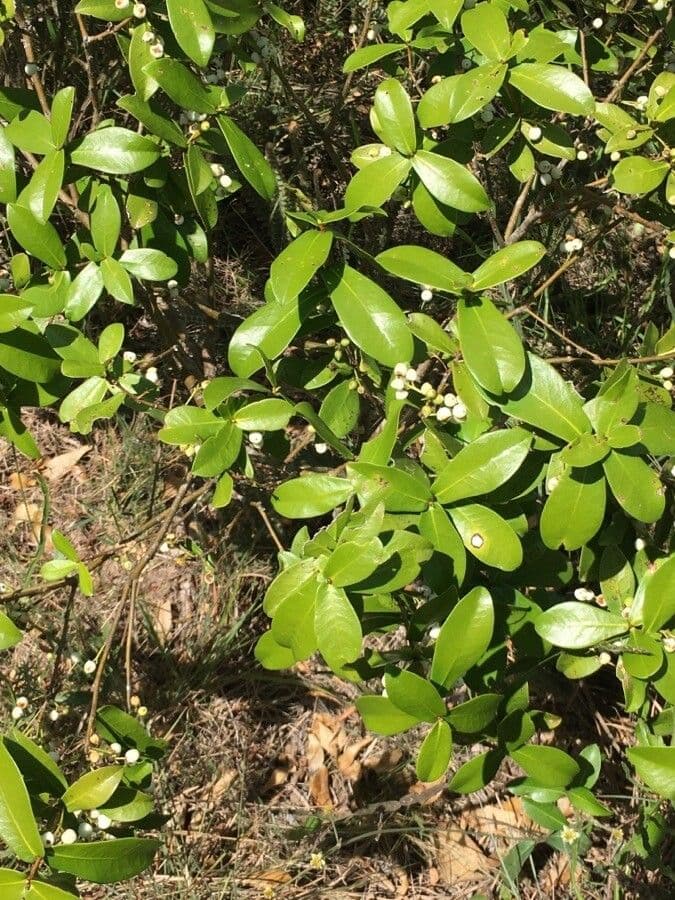 Daphnopsis 6