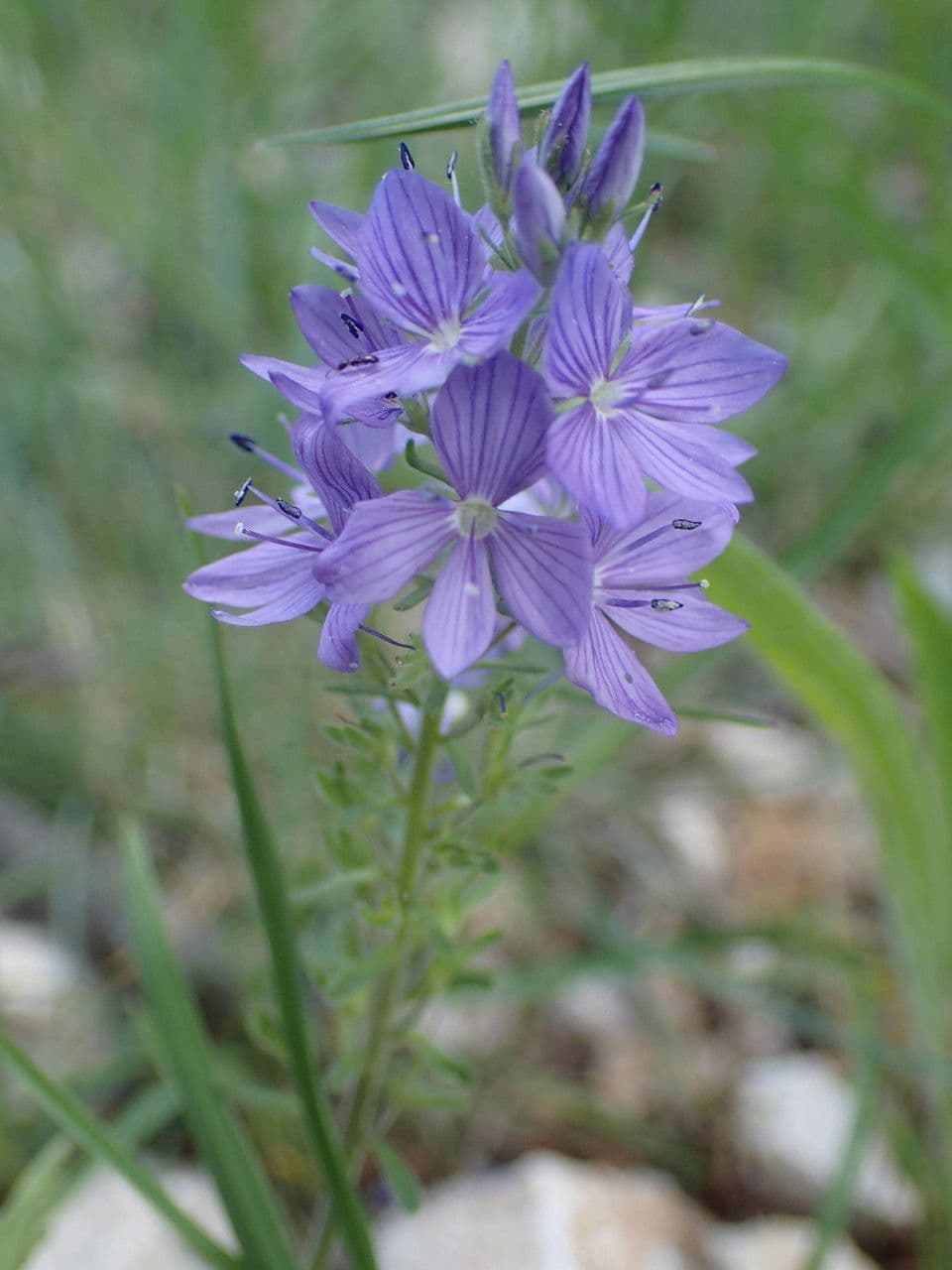 Veronica orsiniana 5