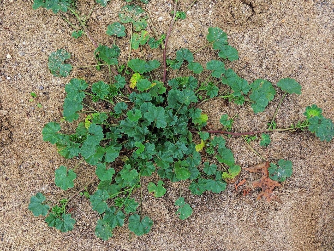 Malva pusilla 14