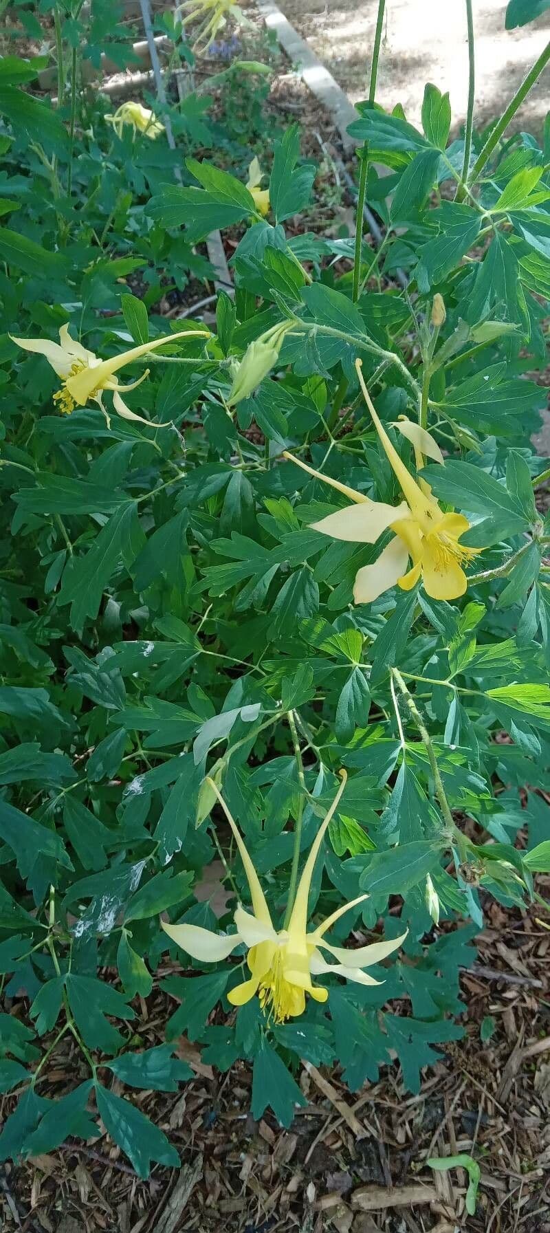 Gold-Akelei 10
