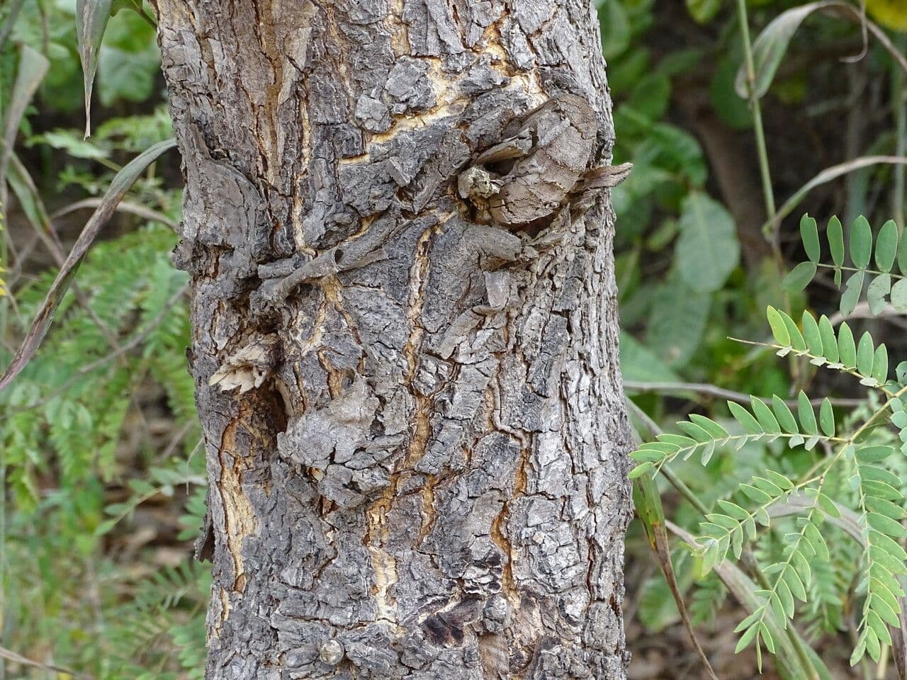 Prosopis africana 10