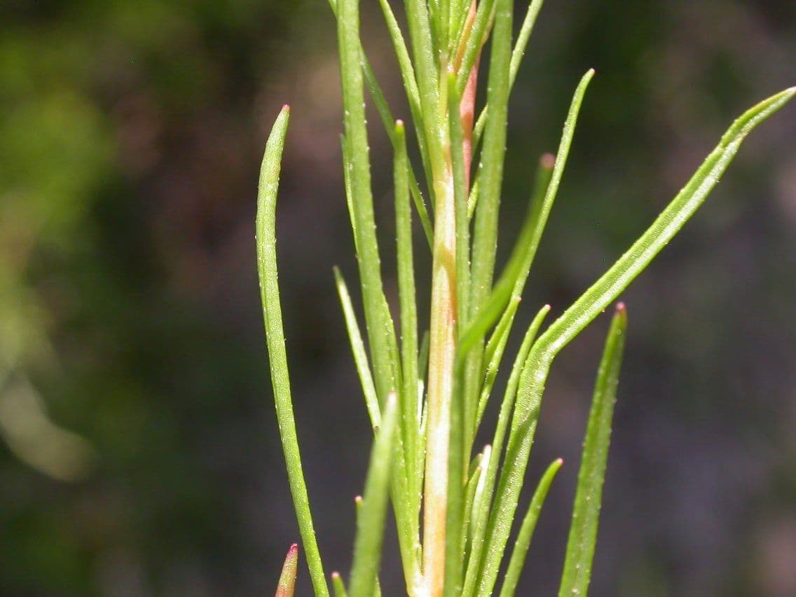 Oenothera