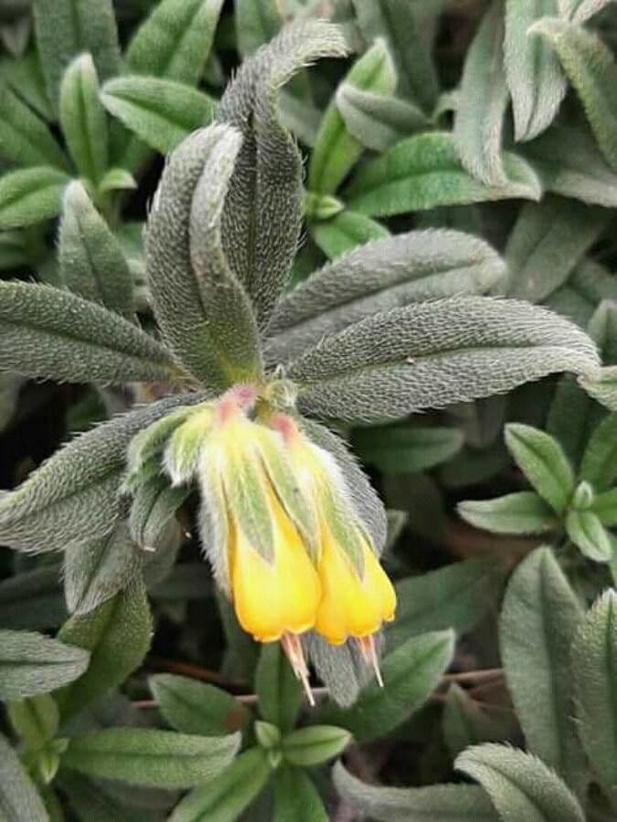 Goccia d'oro rocciosa 11