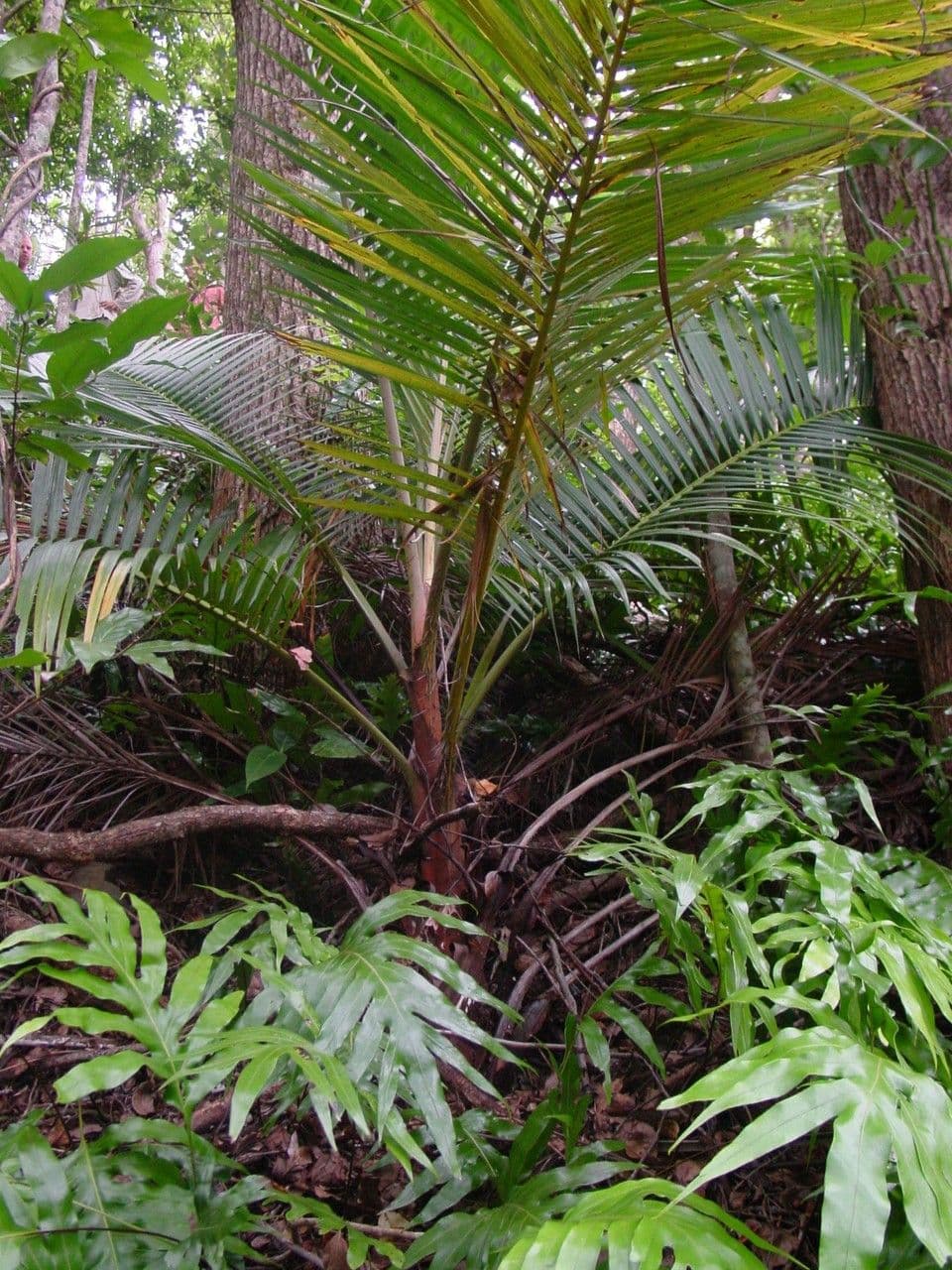Acanthophoenix 5