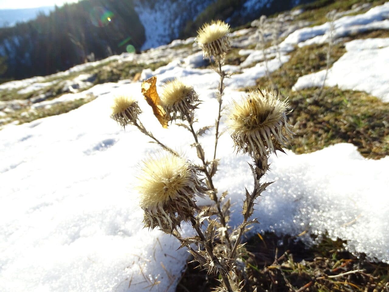 Carlina comune 6