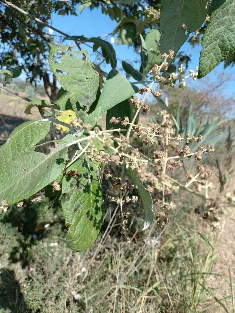 Buddleja cordata 5
