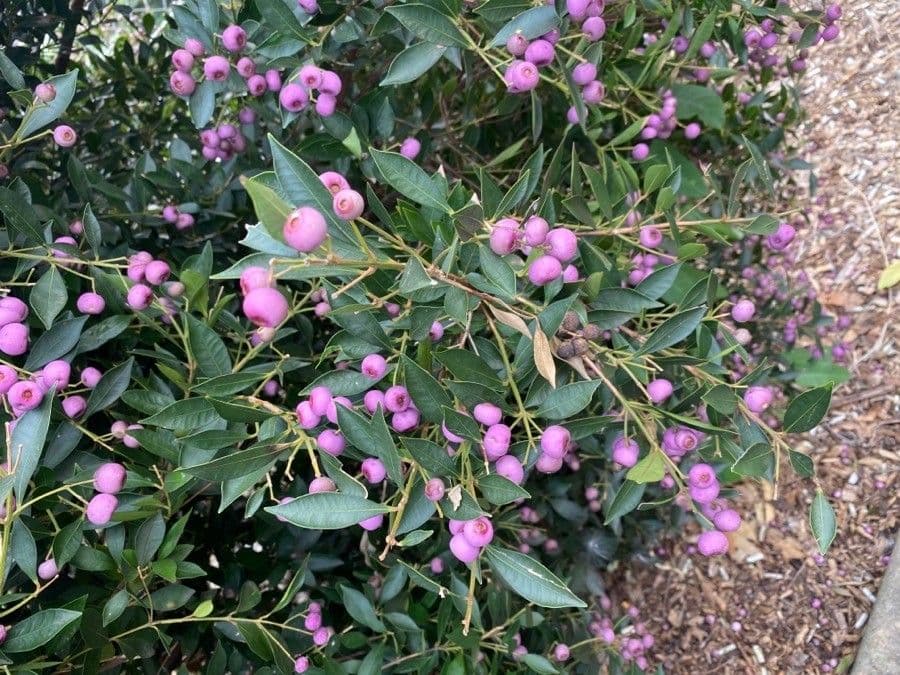 Syzygium