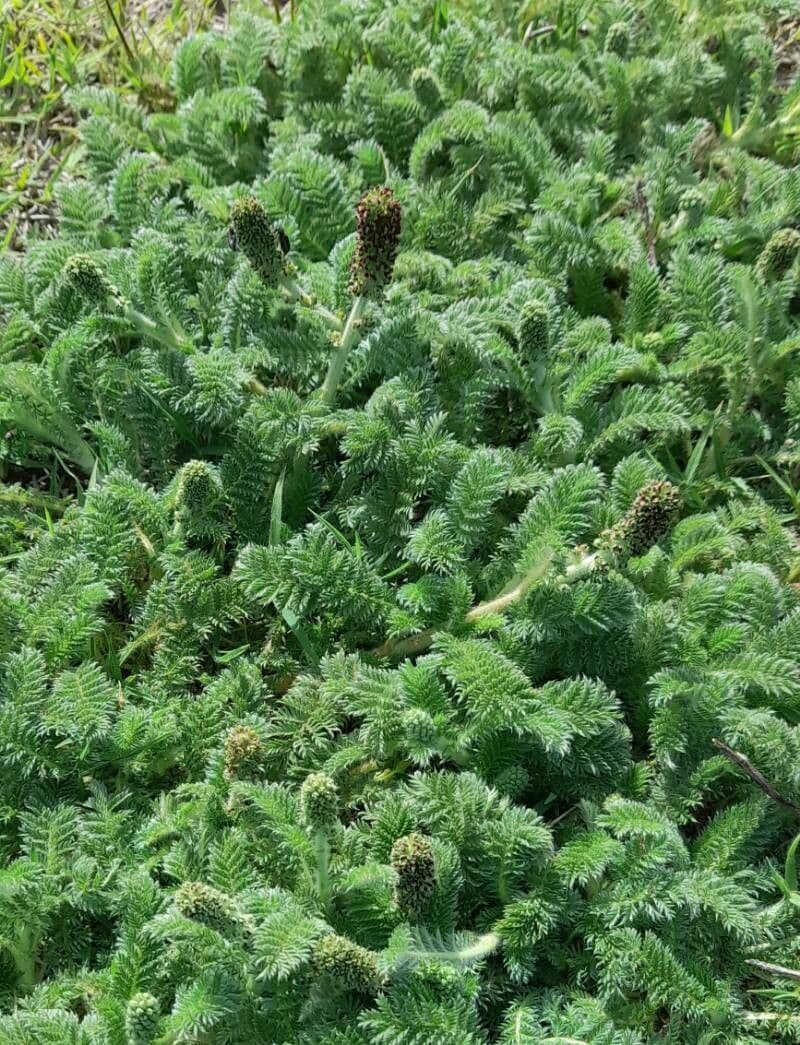 Acaena 7