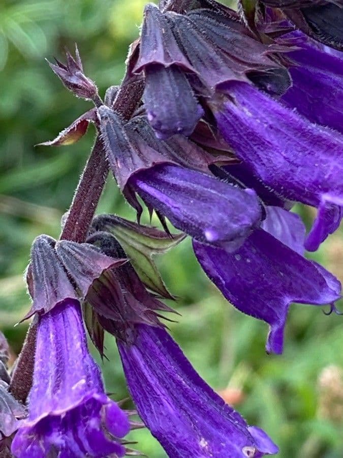 Hormino pirenaico 6