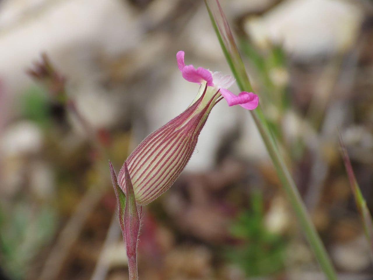 Silene conica 9