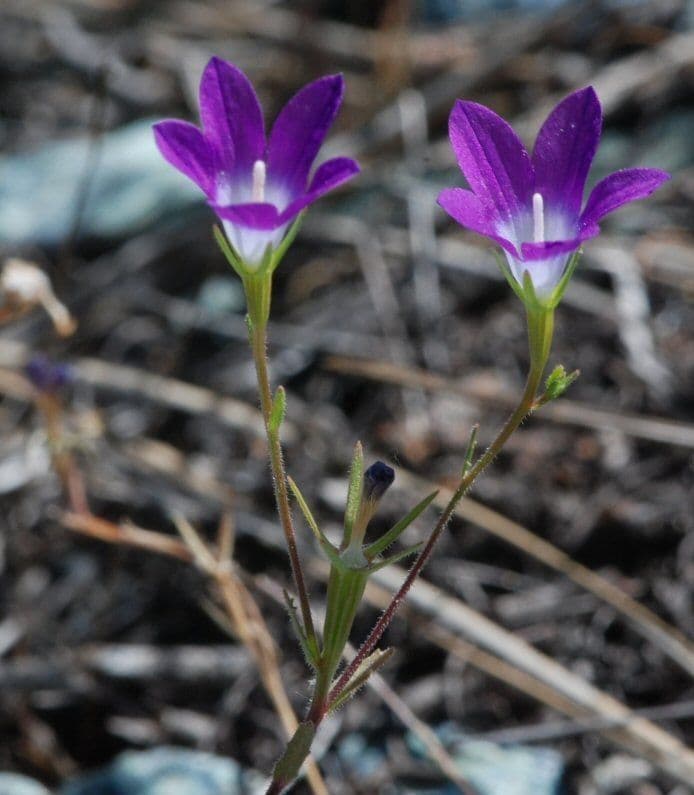Githopsis 7