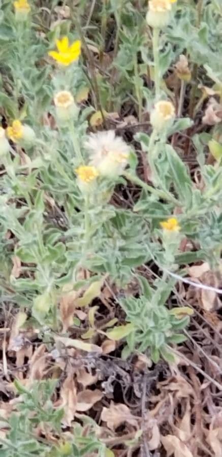 Heterotheca villosa 17