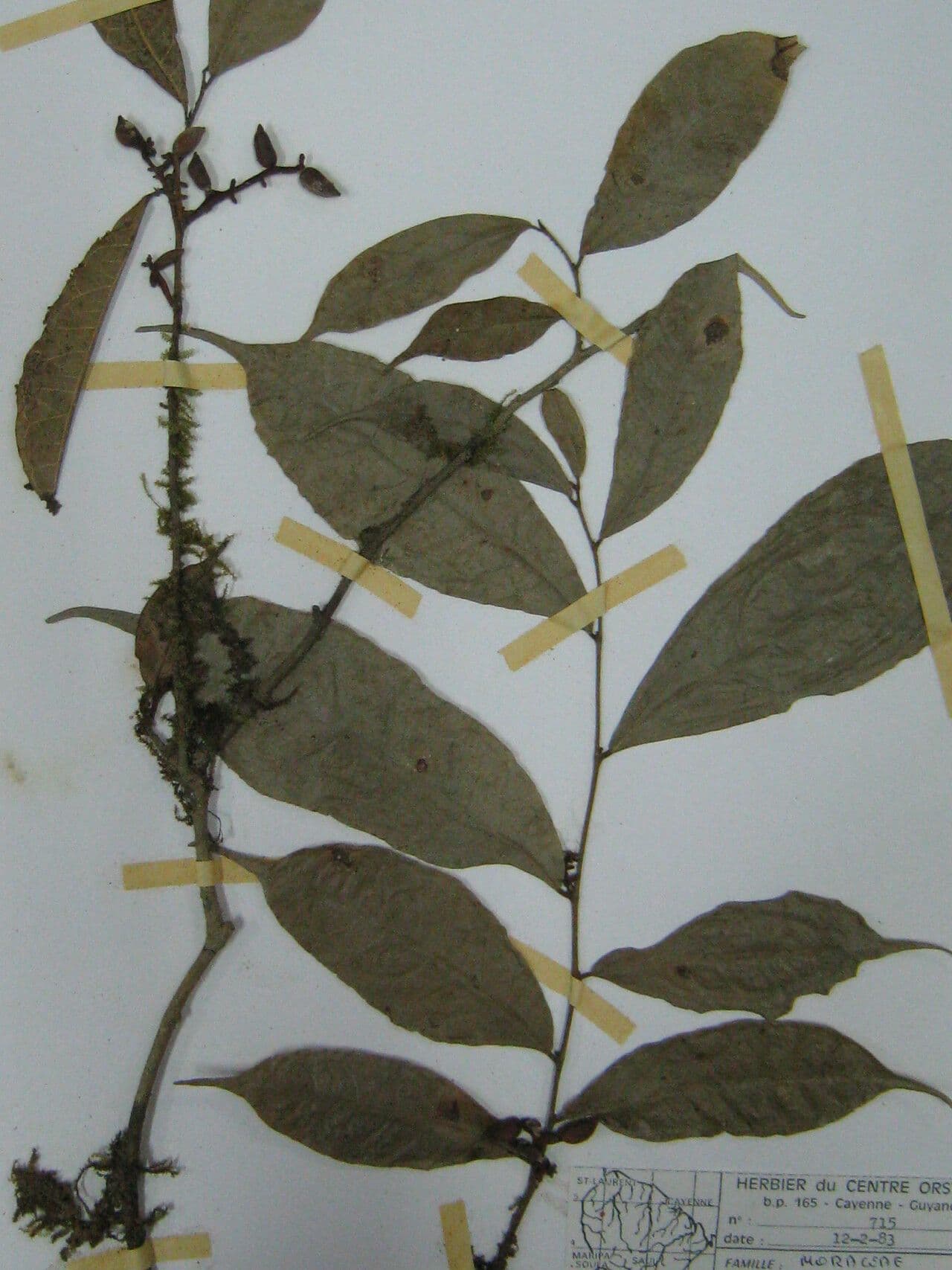 Sorocea 3