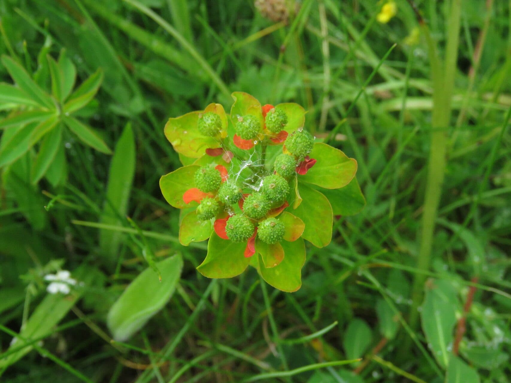 Irisches Wolfsmilch 10
