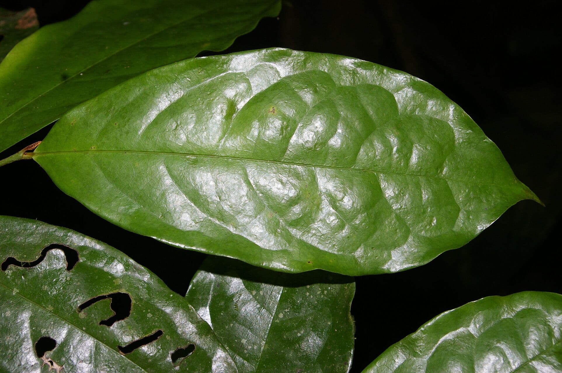 Desmopsis 11