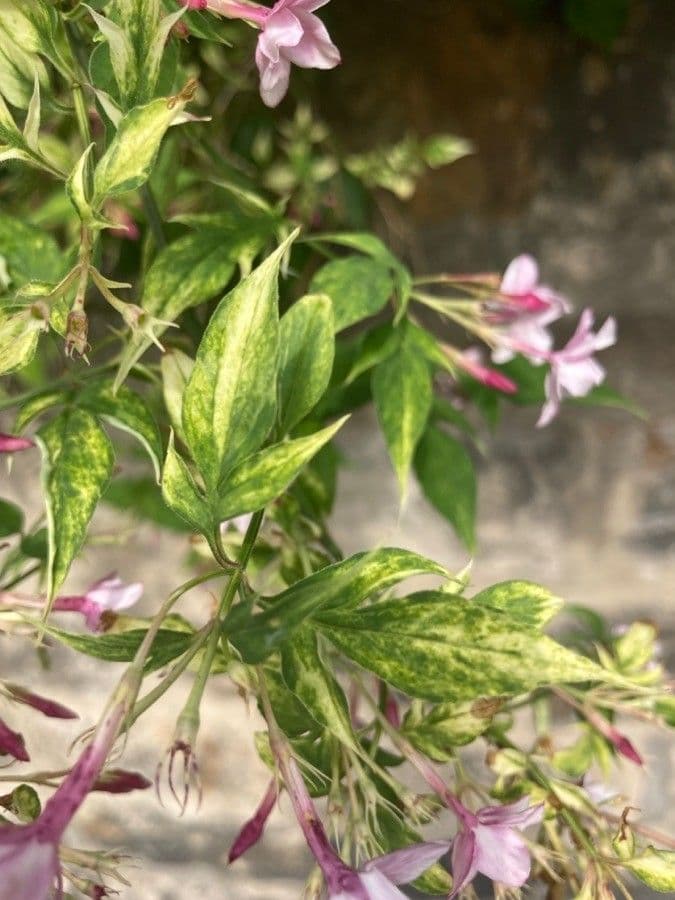 Red jasmine 12