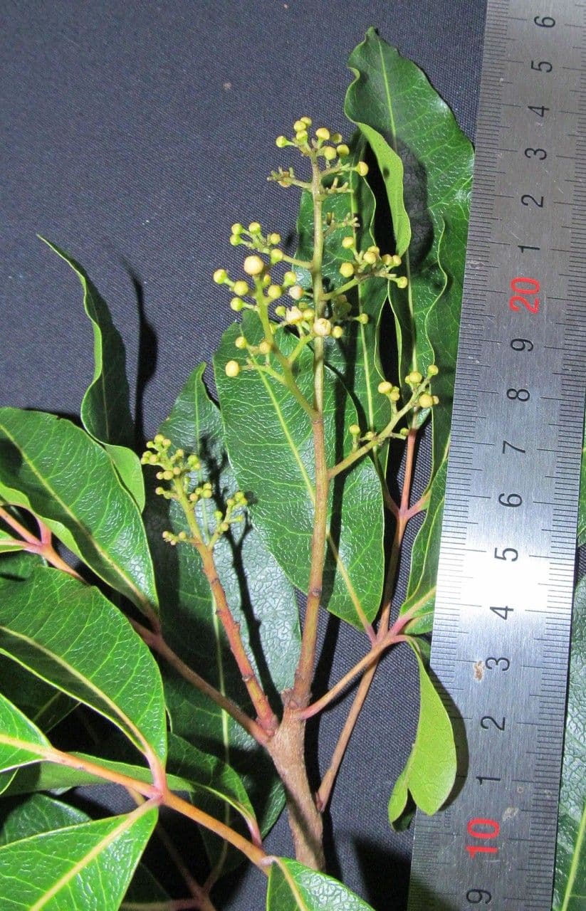 Mauria 5