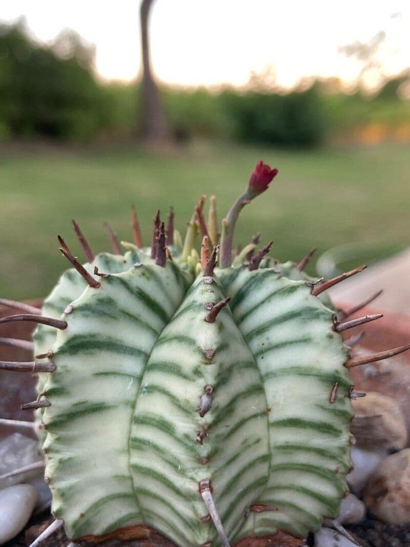 Melonensporn 4