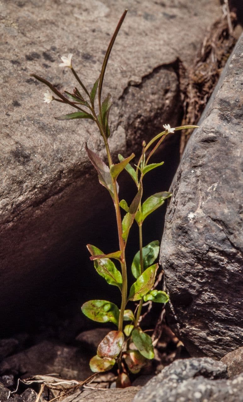 Epilobium lactiflorum 2