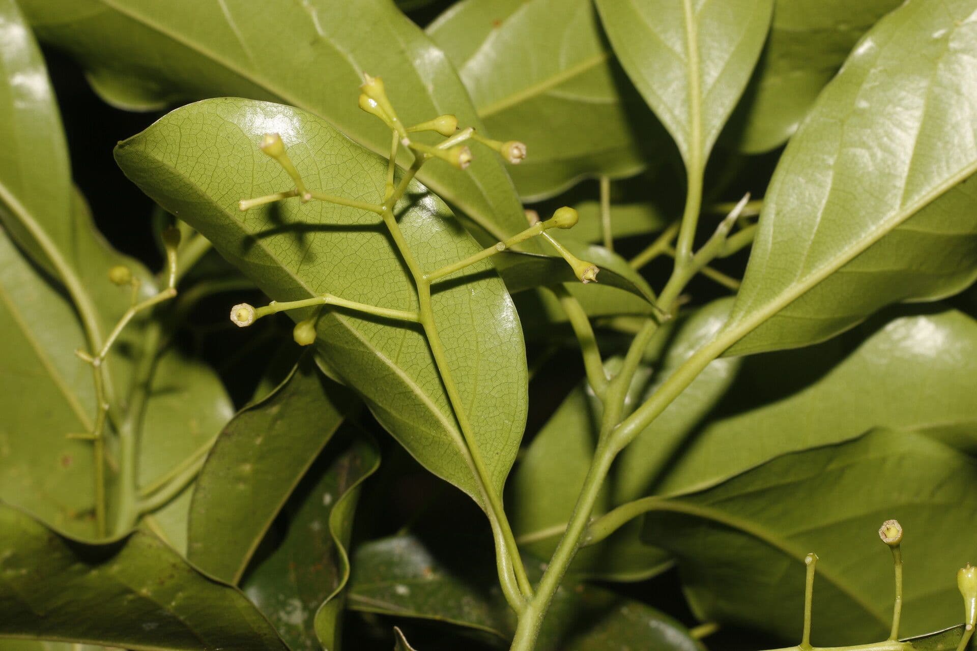 Ocotea 2