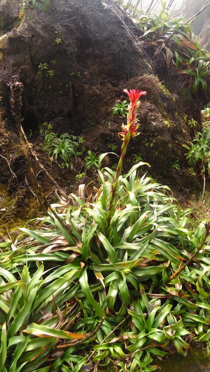 Pitcairnia 6